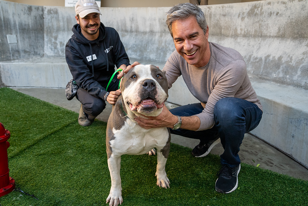 Gray and white dog posing with human
