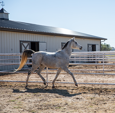 a horse walking around a corrale