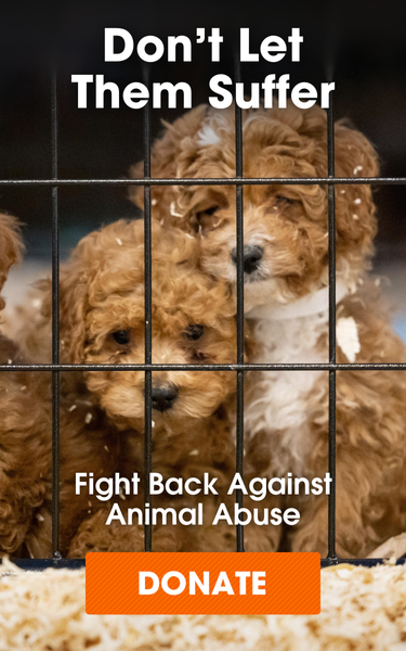 puppys in cages with donate button