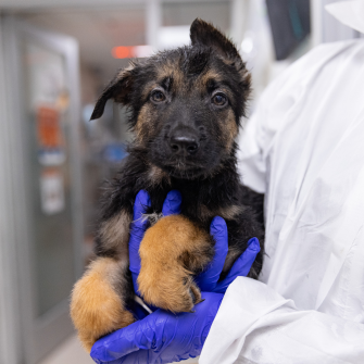 Brown Rescued Shepherd-Mix Dog 